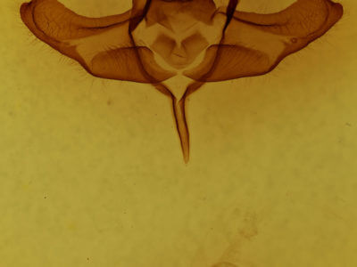 genitalia view of adult Colocasia propinquilinea