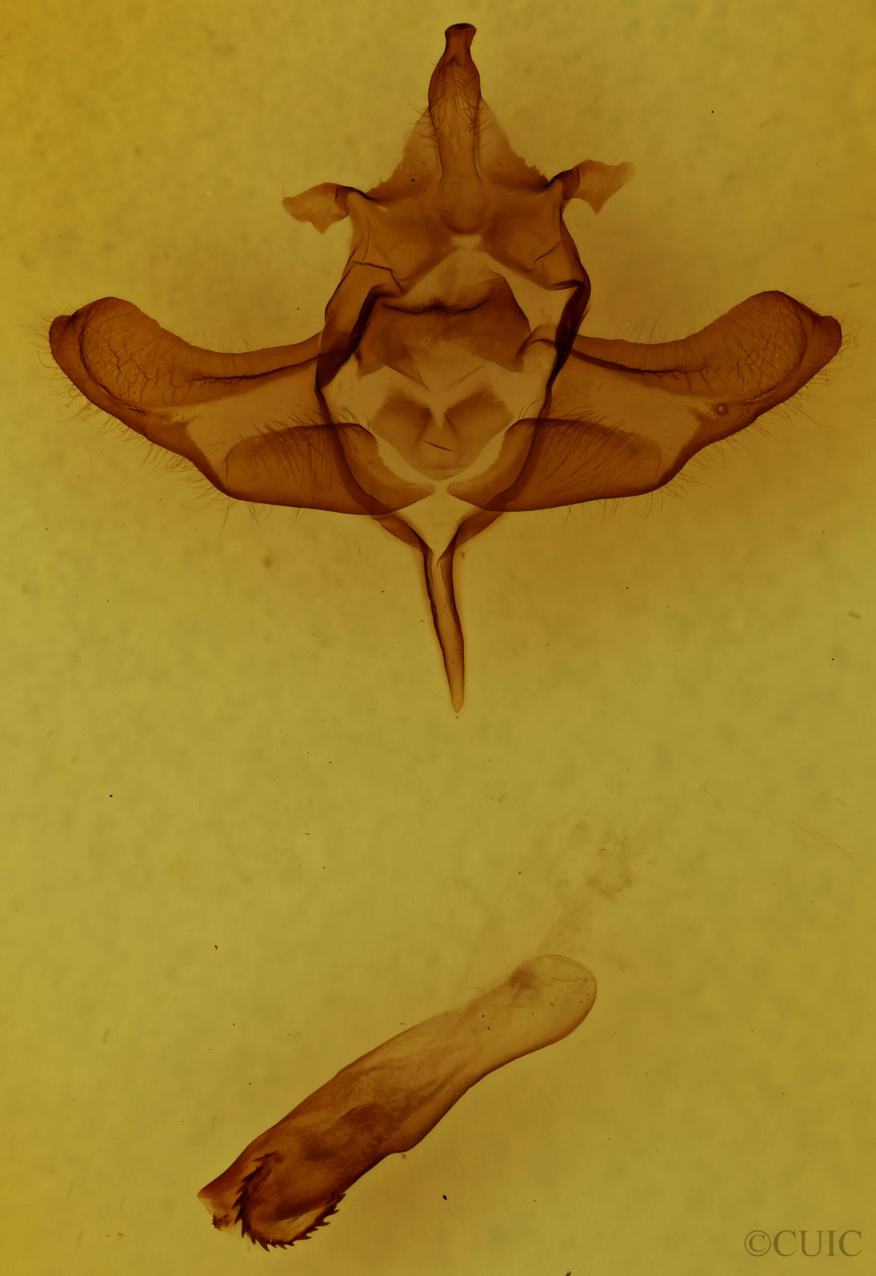 genitalia view of adult Colocasia propinquilinea
