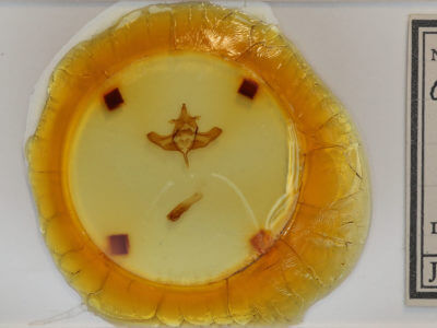 slide view of adult Colocasia propinquilinea