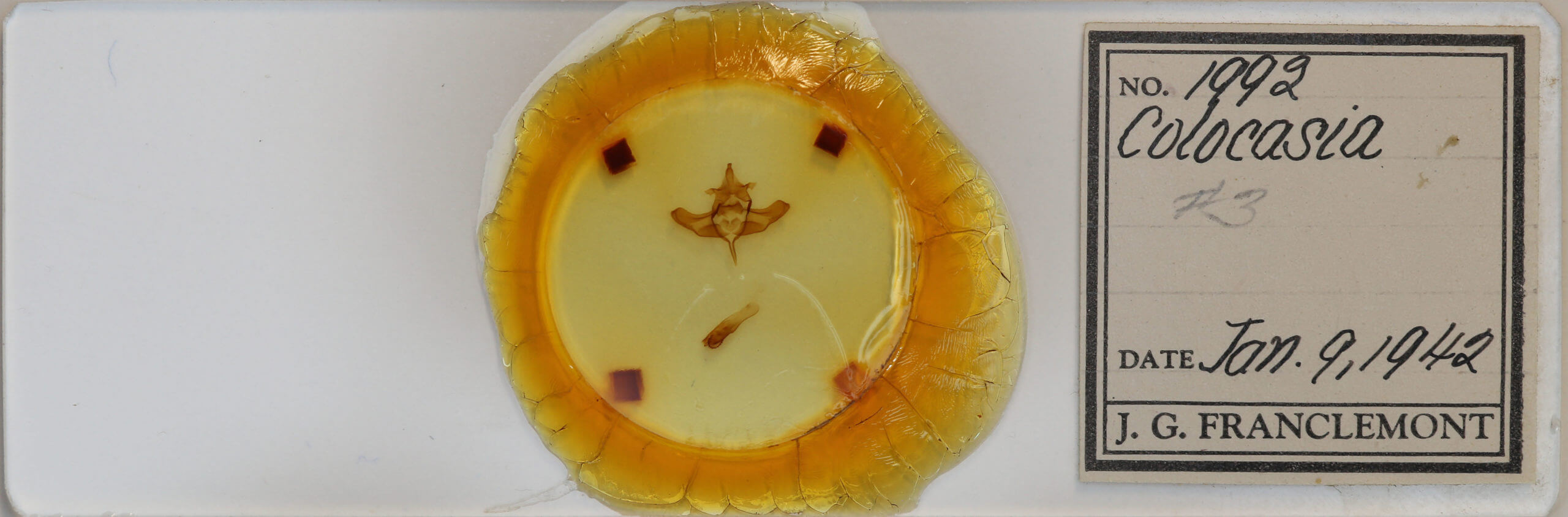 slide view of adult Colocasia propinquilinea