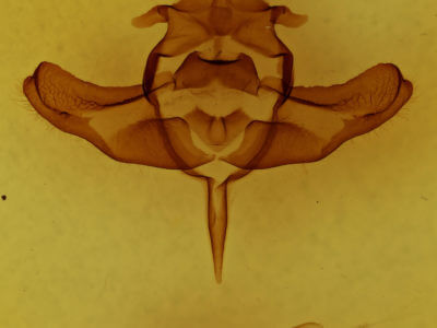 genitalia view of adult Colocasia propinquilinea