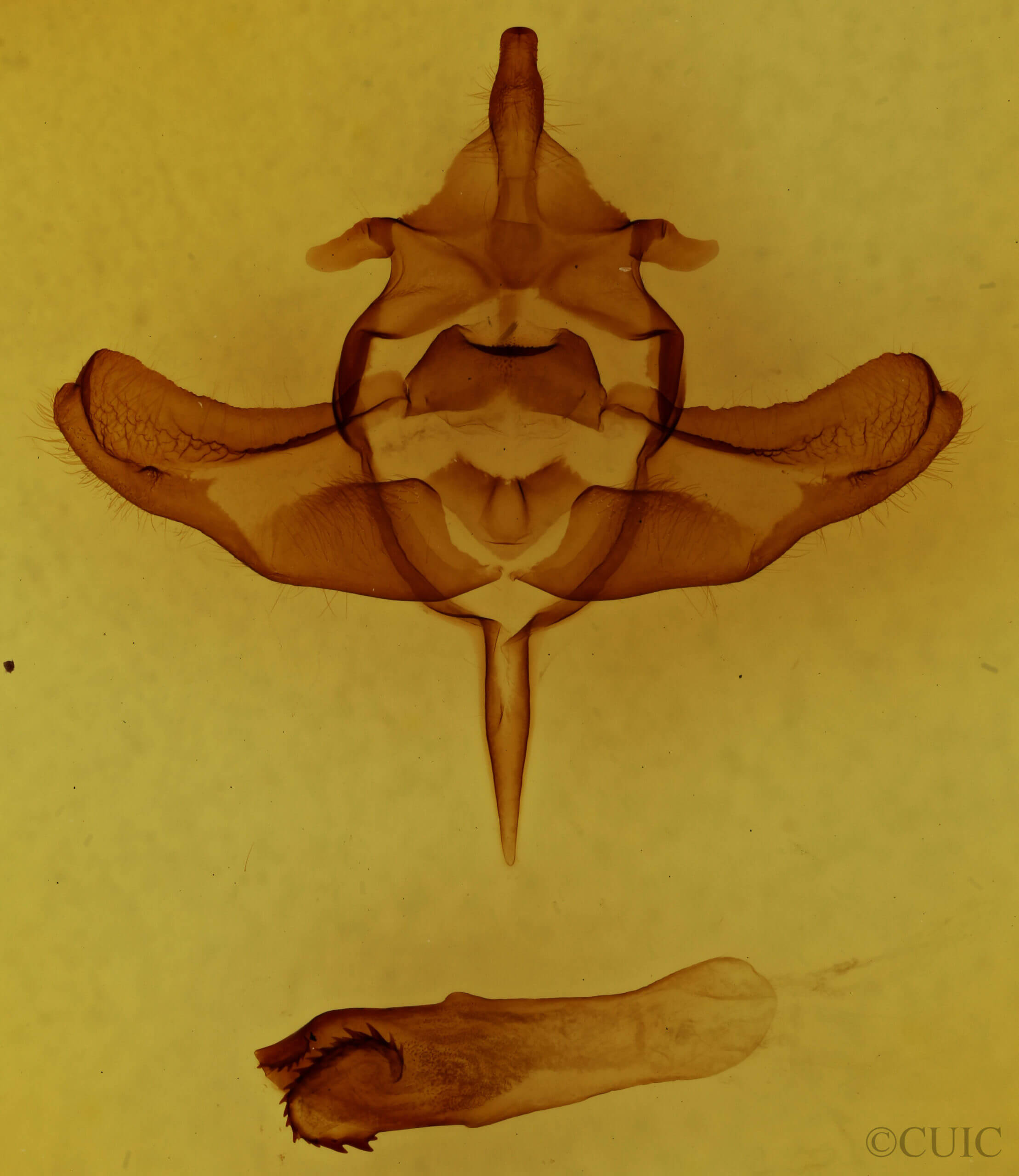 genitalia view of adult Colocasia propinquilinea