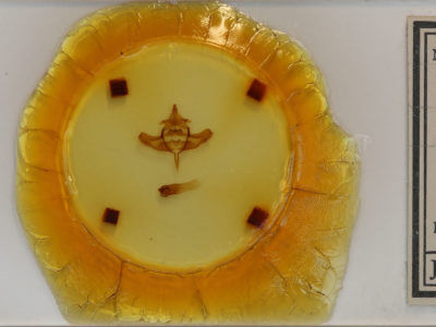 slide view of adult Colocasia propinquilinea