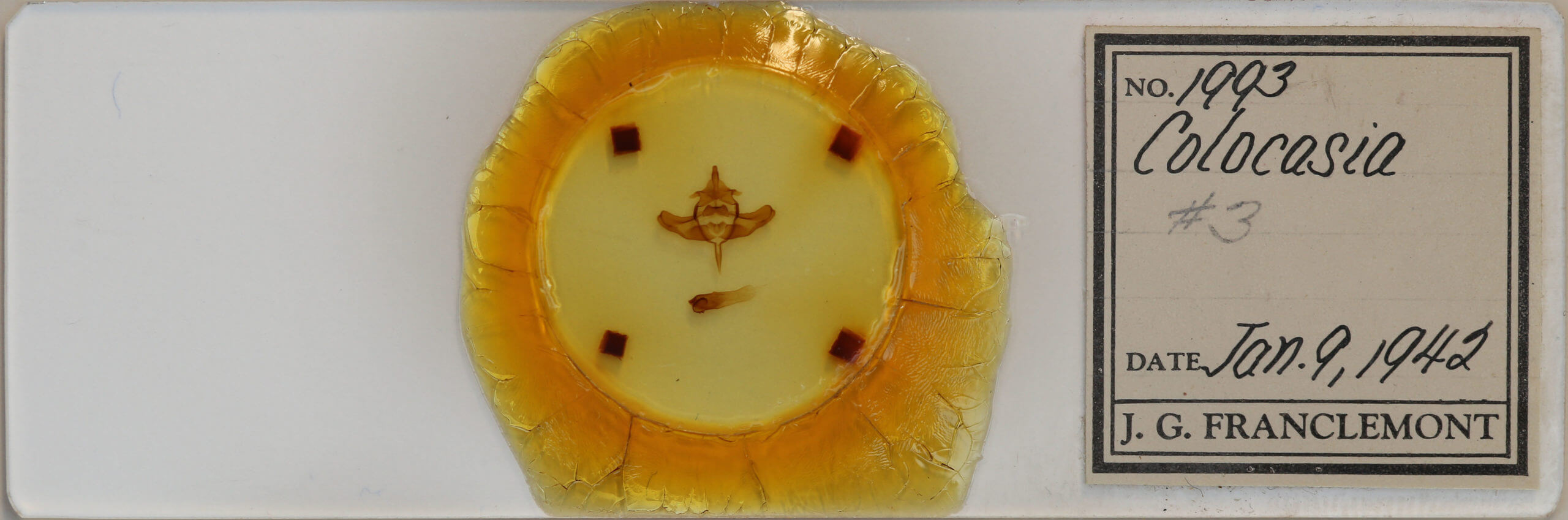 slide view of adult Colocasia propinquilinea