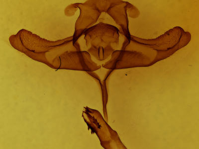 genitalia view of adult Colocasia propinquilinea