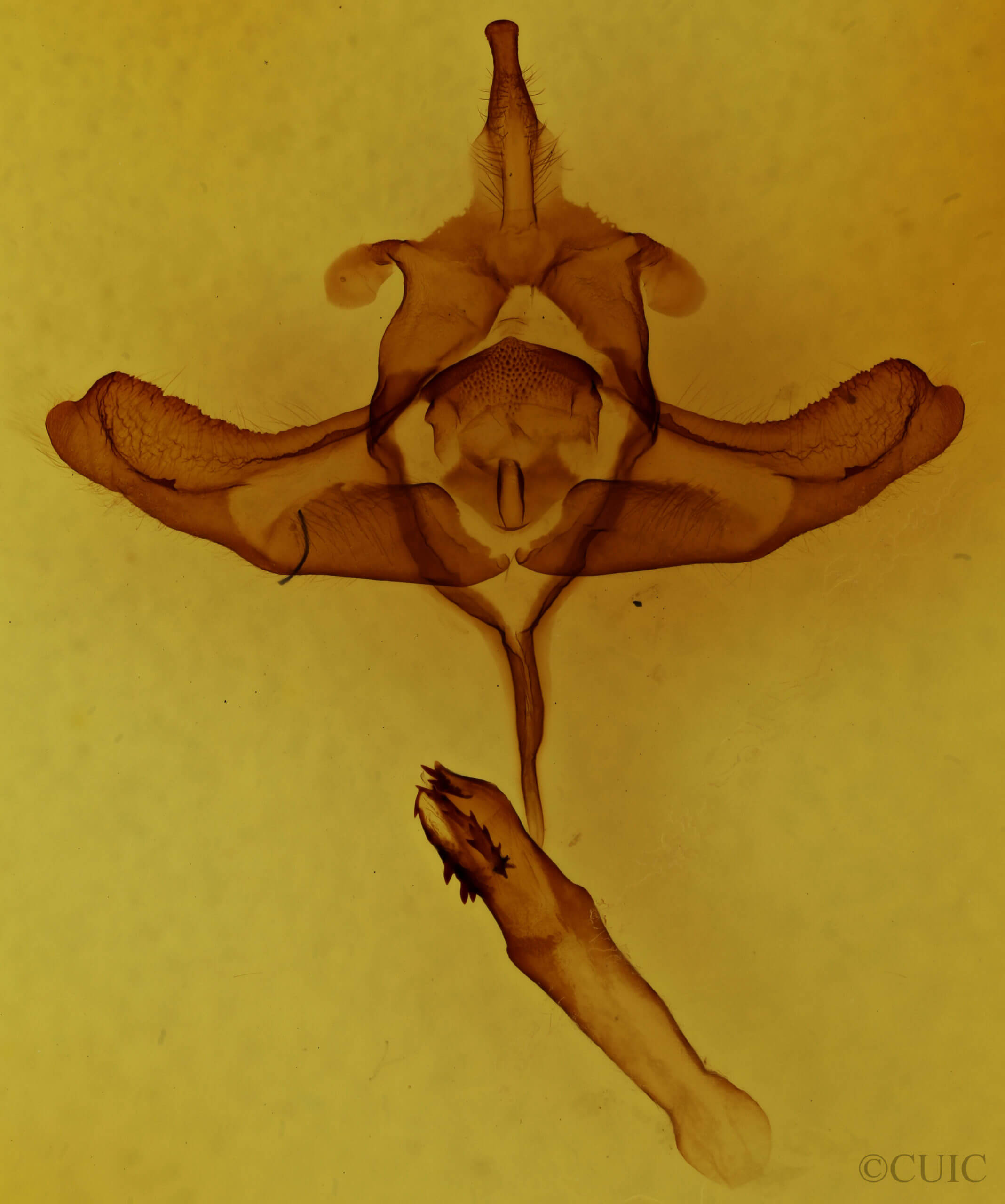 genitalia view of adult Colocasia propinquilinea