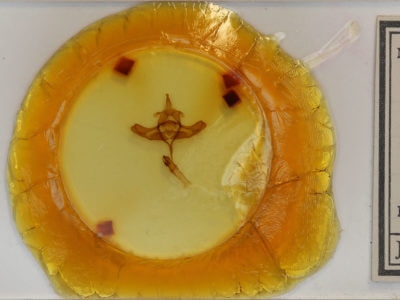 slide view of adult Colocasia propinquilinea