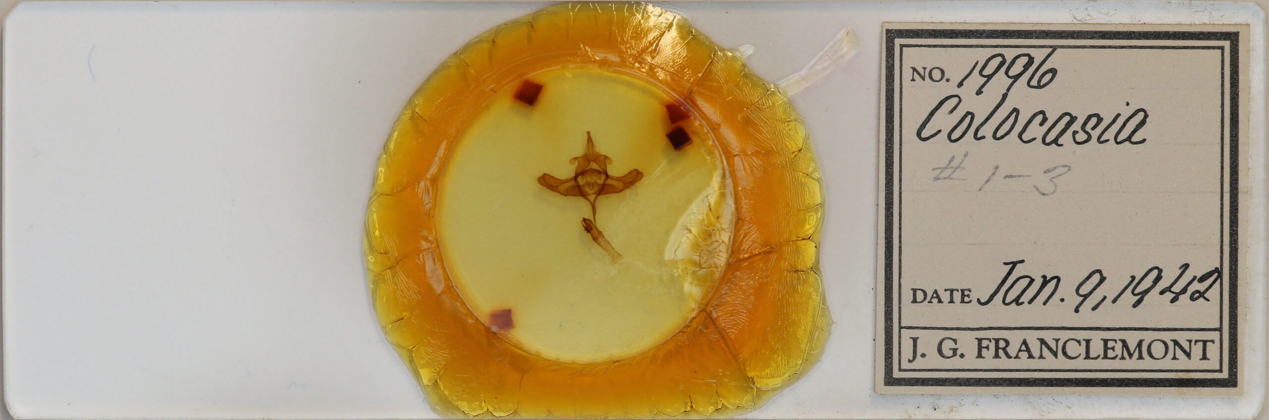 slide view of adult Colocasia propinquilinea