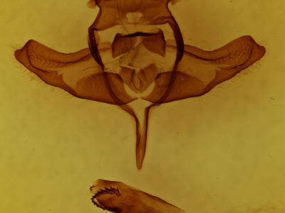 genitalia view of adult Colocasia propinquilinea