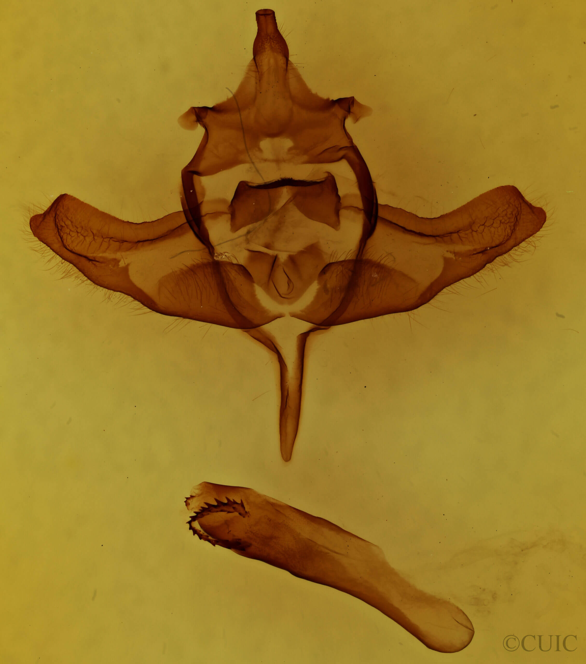 genitalia view of adult Colocasia propinquilinea