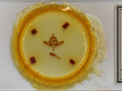 slide view of adult Colocasia propinquilinea