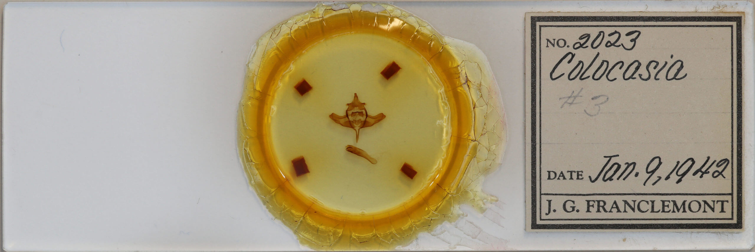 slide view of adult Colocasia propinquilinea