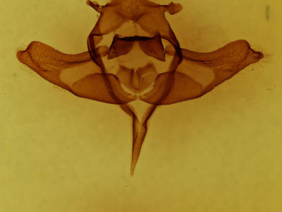 genitalia view of adult Colocasia propinquilinea