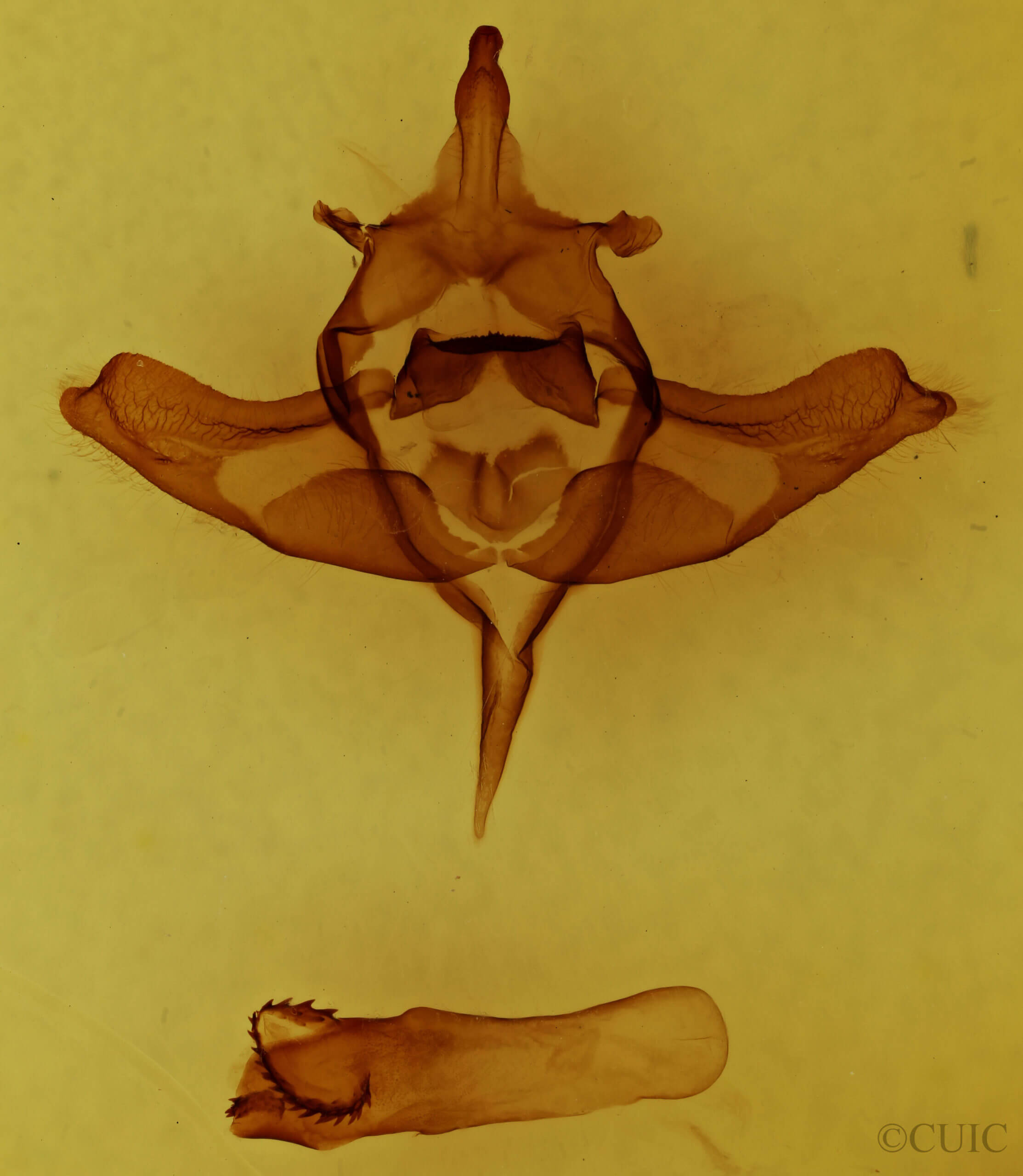 genitalia view of adult Colocasia propinquilinea
