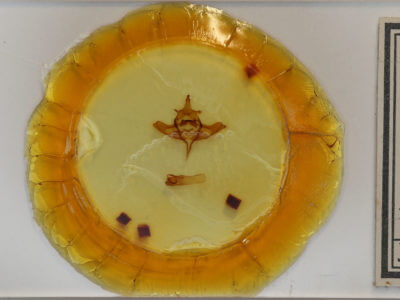 slide view of adult Colocasia propinquilinea