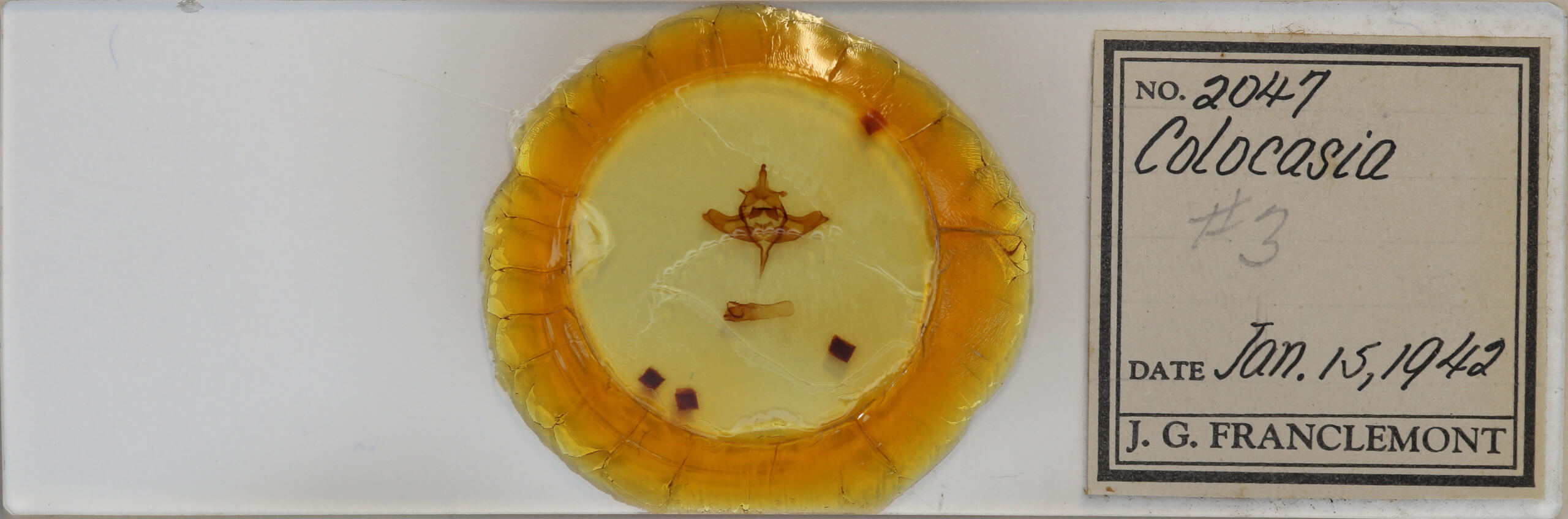 slide view of adult Colocasia propinquilinea