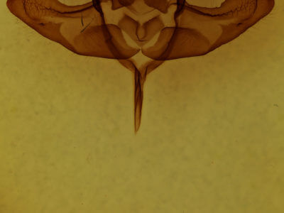 genitalia view of adult Colocasia propinquilinea