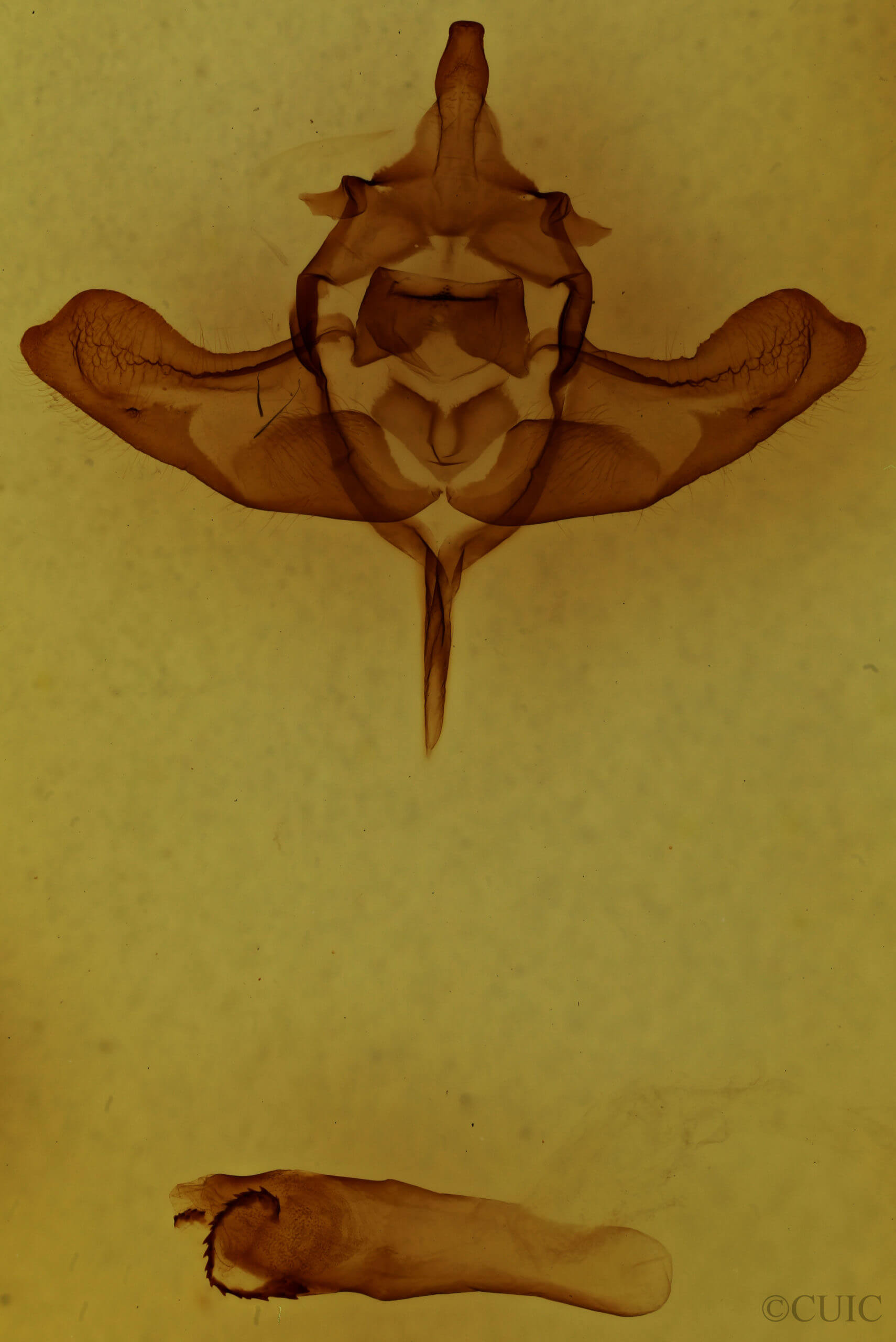 genitalia view of adult Colocasia propinquilinea