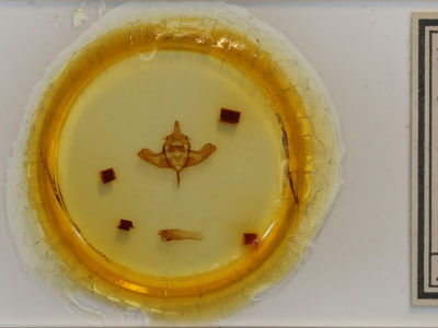 slide view of adult Colocasia propinquilinea