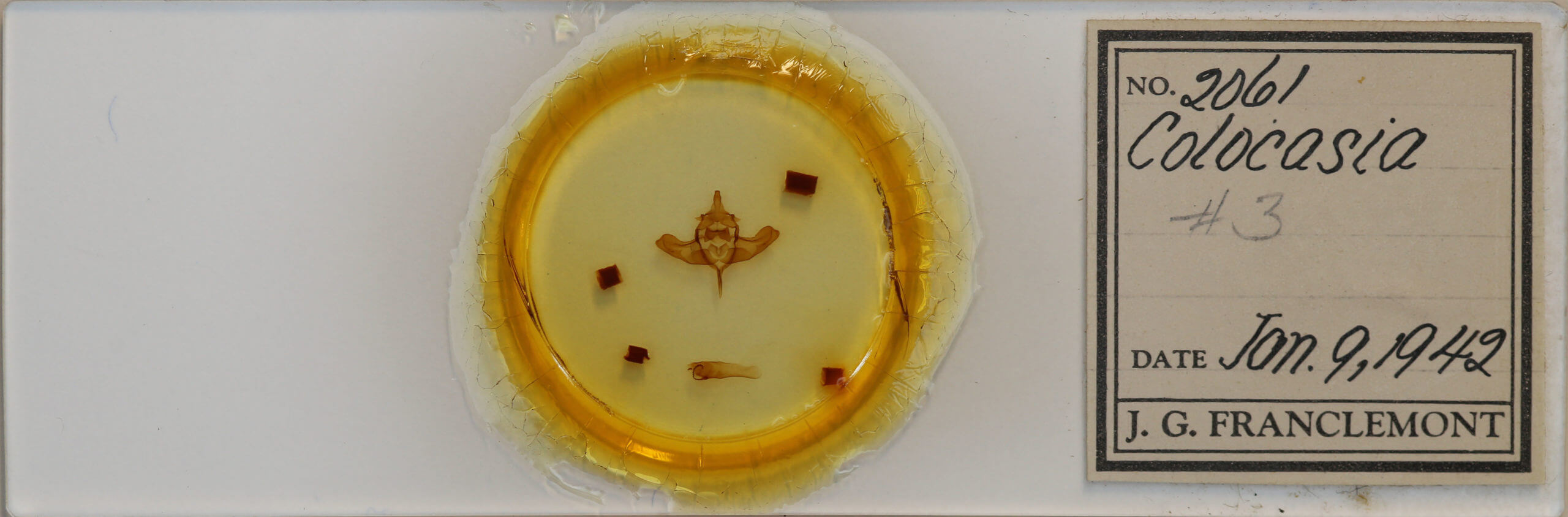 slide view of adult Colocasia propinquilinea