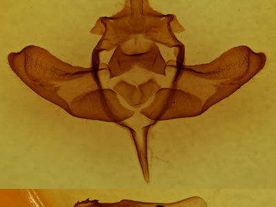 genitalia view of adult Colocasia propinquilinea