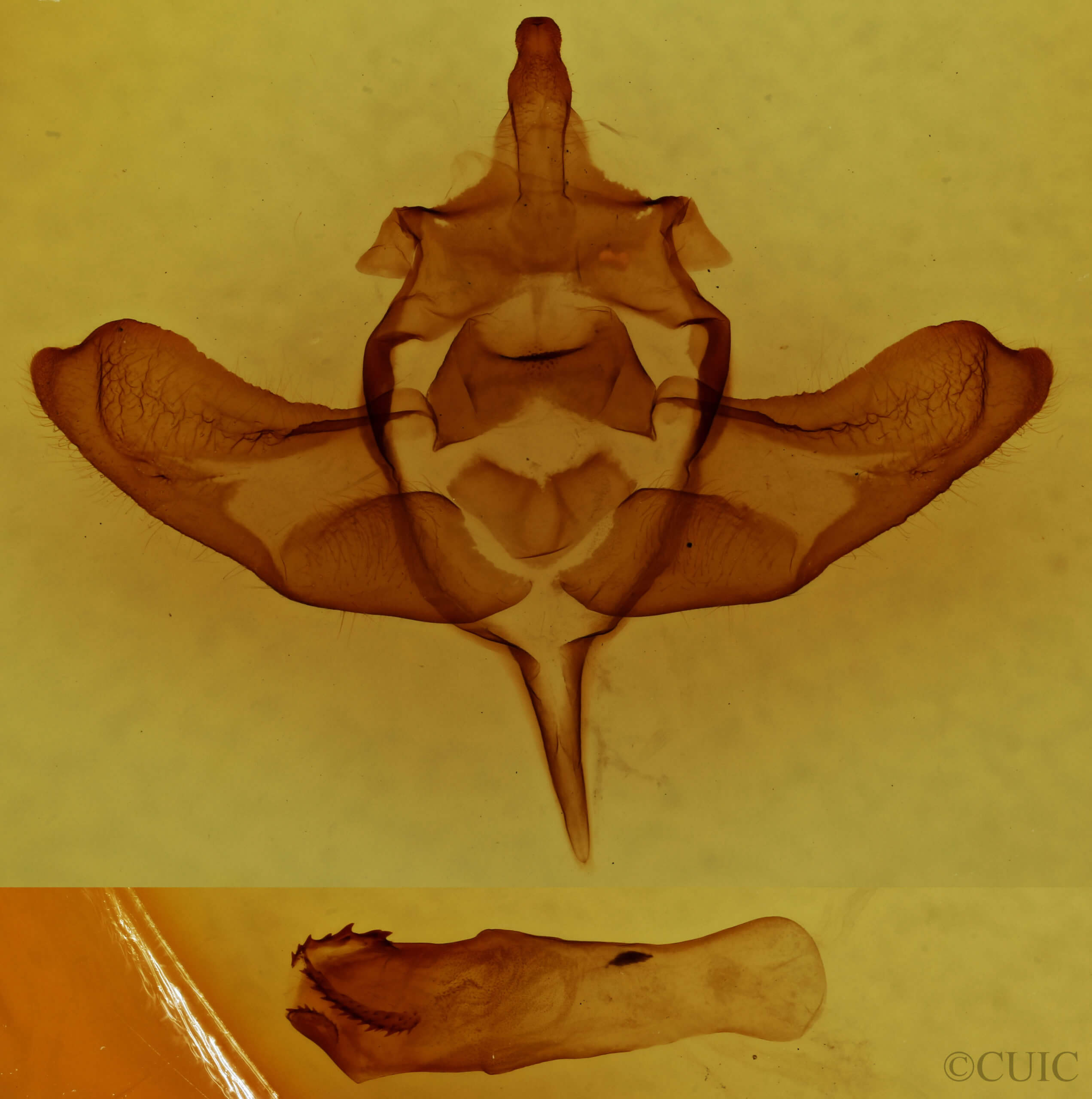 genitalia view of adult Colocasia propinquilinea