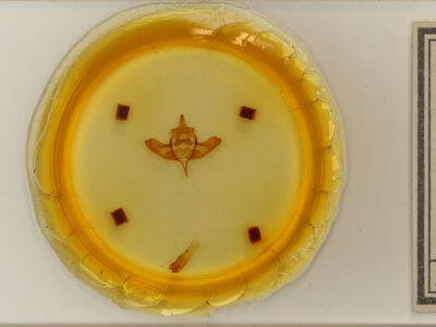 slide view of adult Colocasia propinquilinea