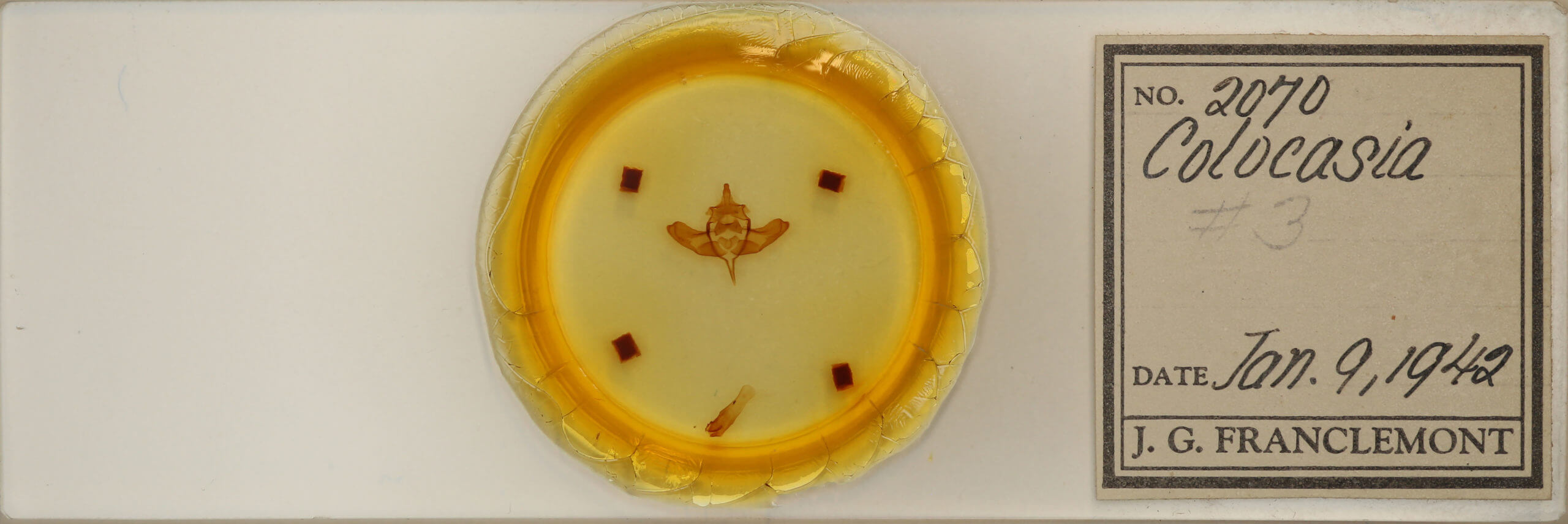 slide view of adult Colocasia propinquilinea