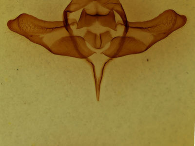 genitalia view of adult Colocasia propinquilinea