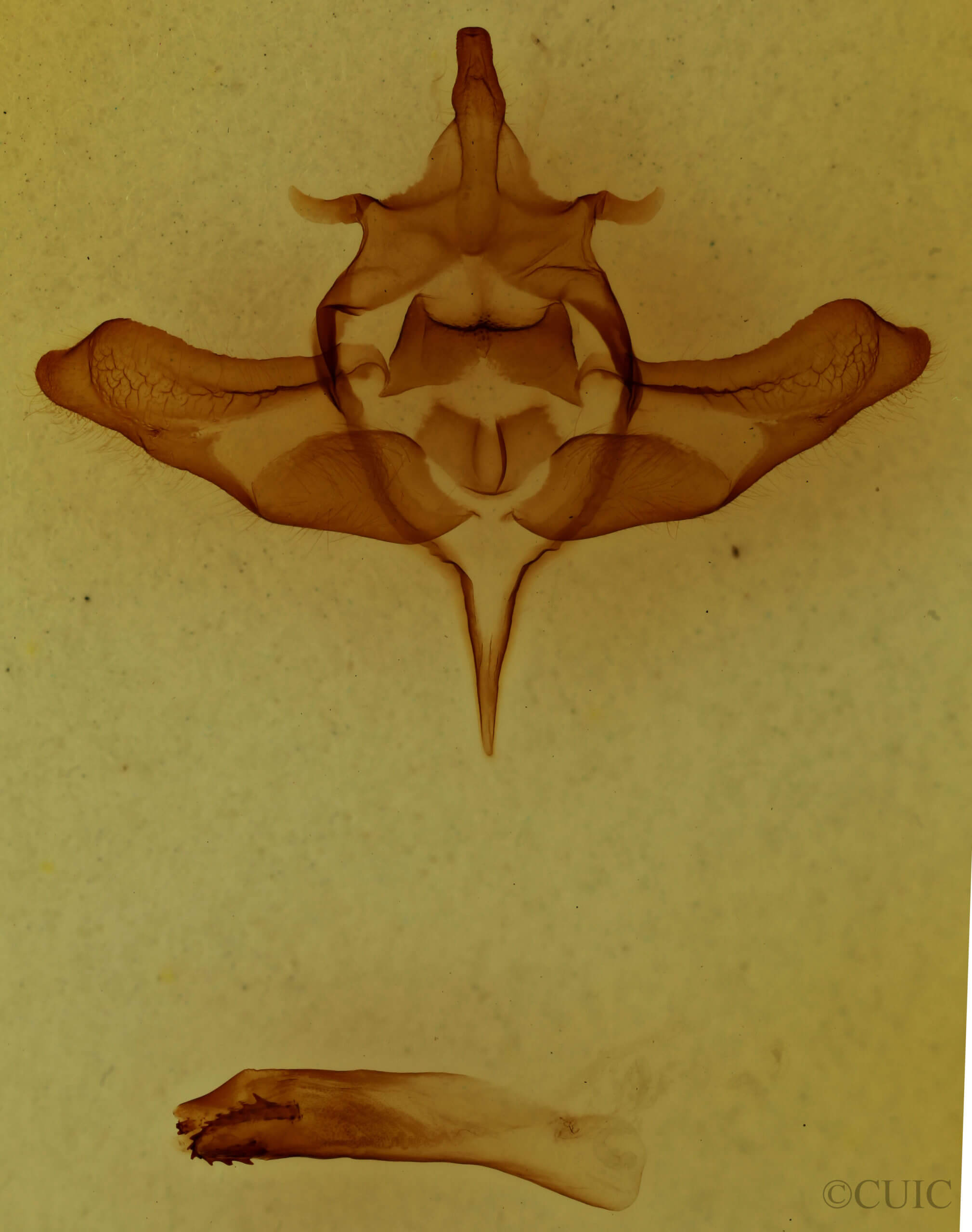 genitalia view of adult Colocasia propinquilinea