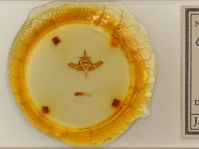 slide view of adult Colocasia propinquilinea