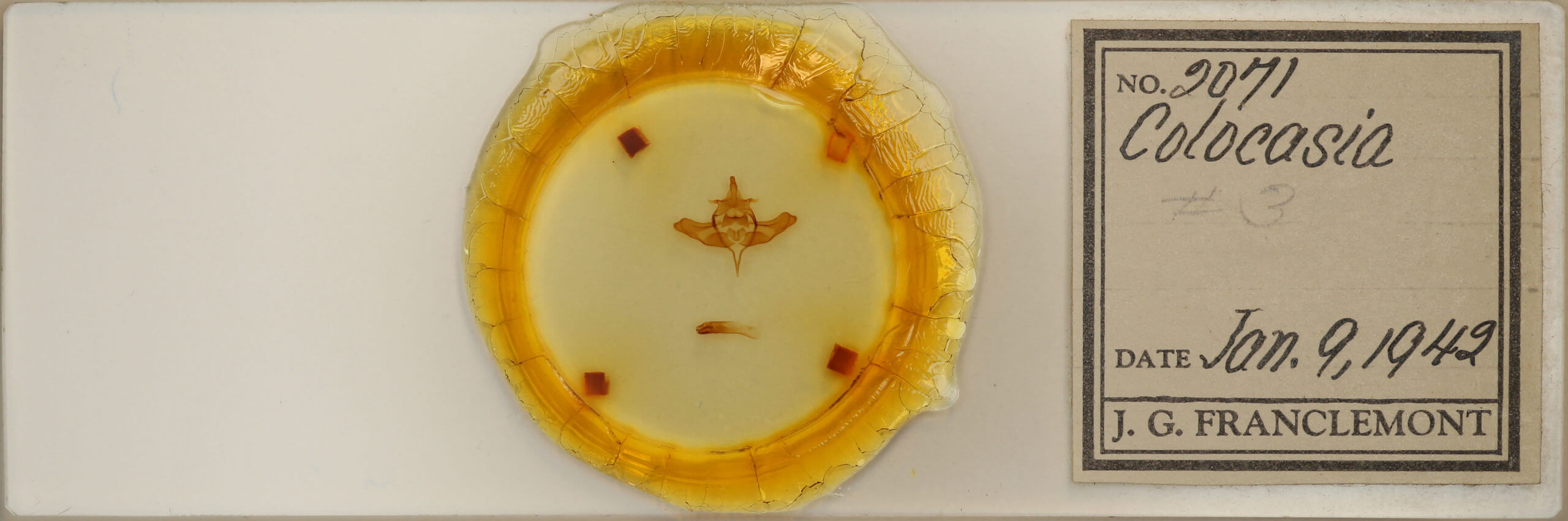 slide view of adult Colocasia propinquilinea