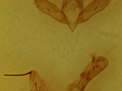 genitalia view of adult Psaphida styracis