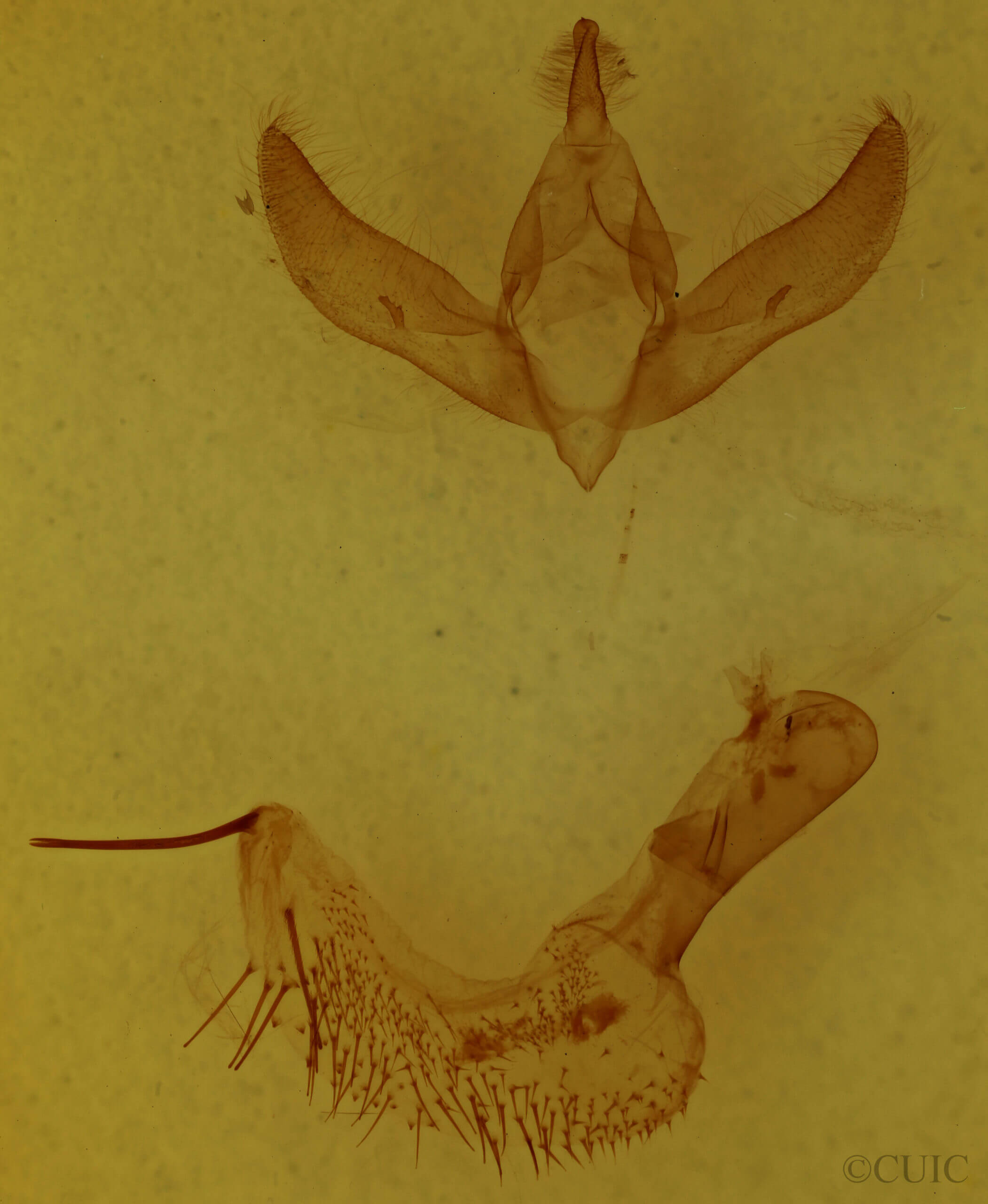 genitalia view of adult Psaphida styracis