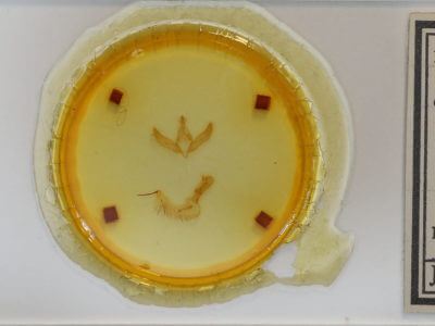 slide view of adult Psaphida styracis