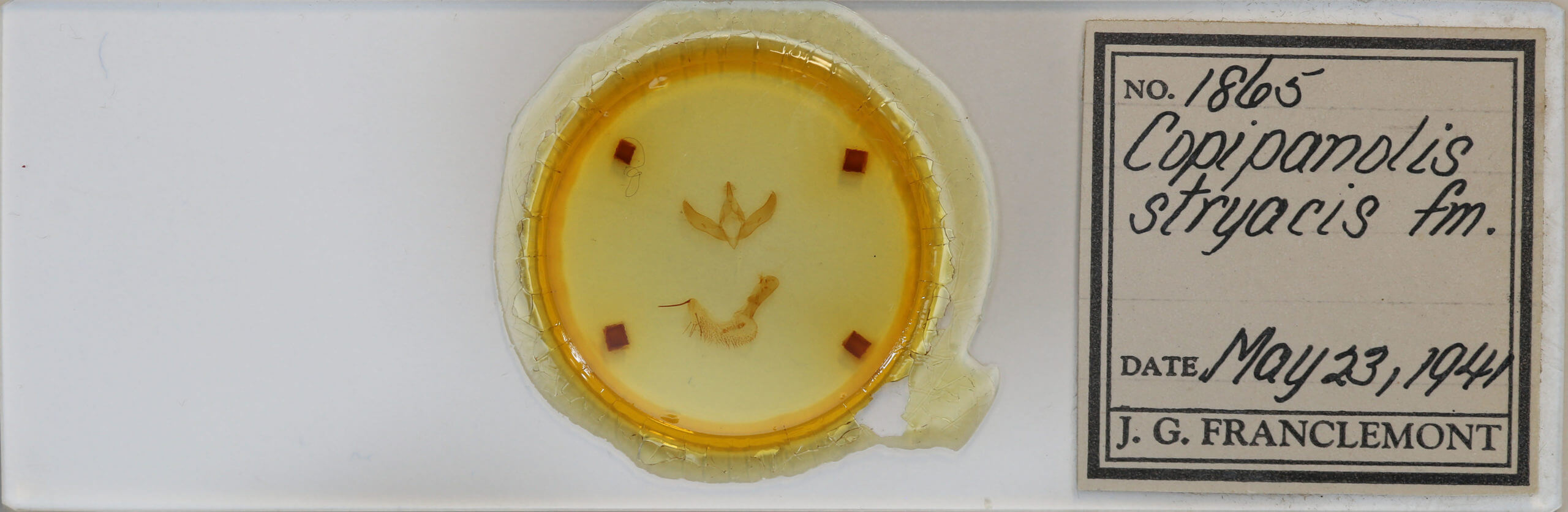 slide view of adult Psaphida styracis