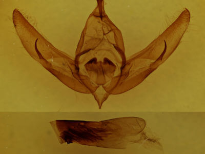 genitalia view of adult Copivaleria grotei
