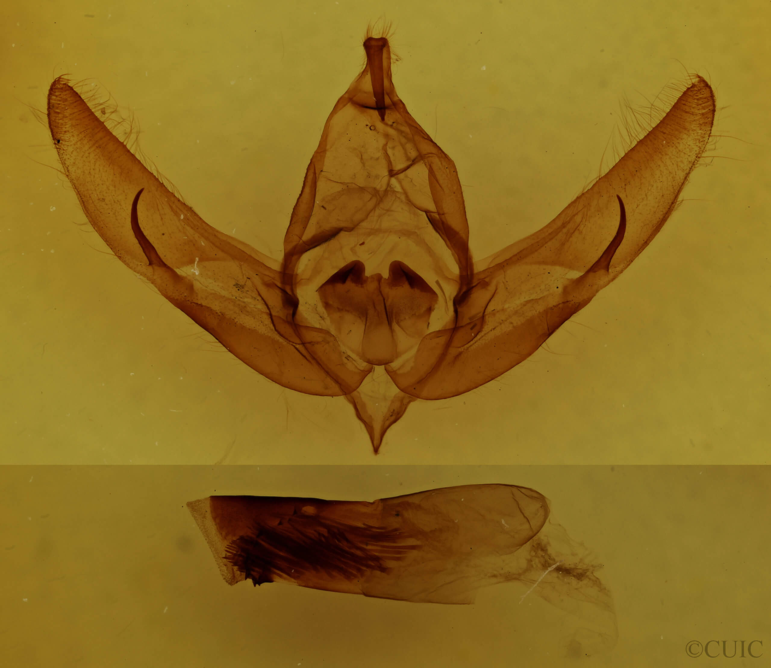 genitalia view of adult Copivaleria grotei