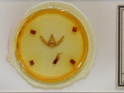 slide view of adult Copivaleria grotei