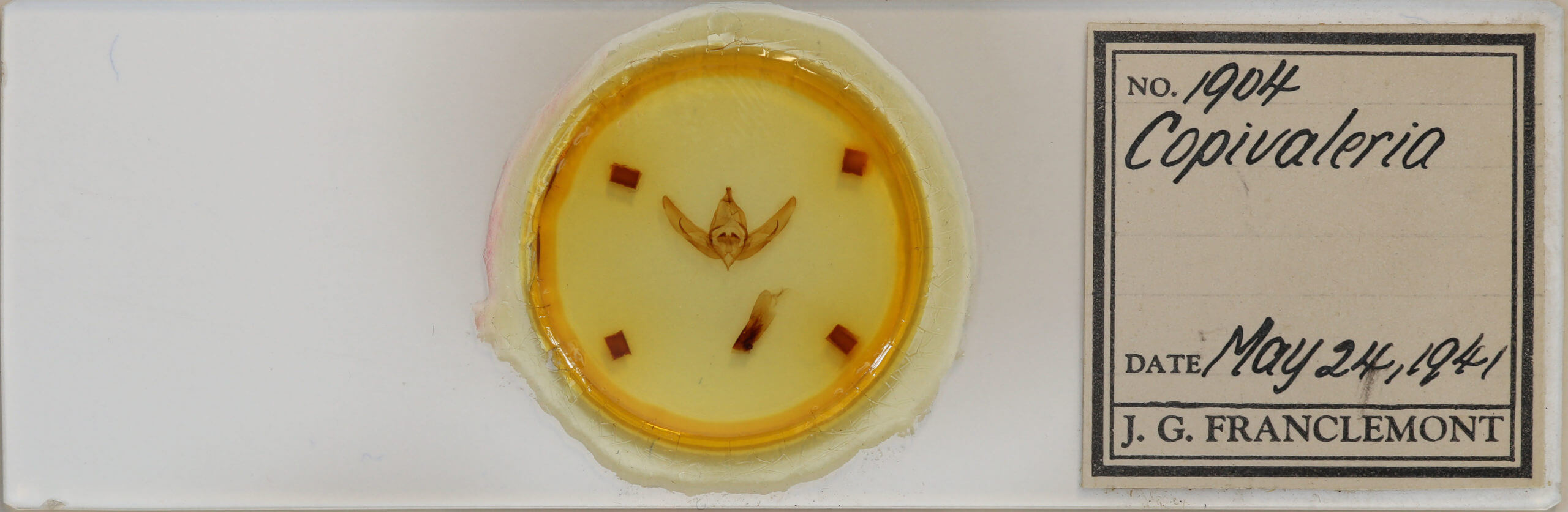 slide view of adult Copivaleria grotei