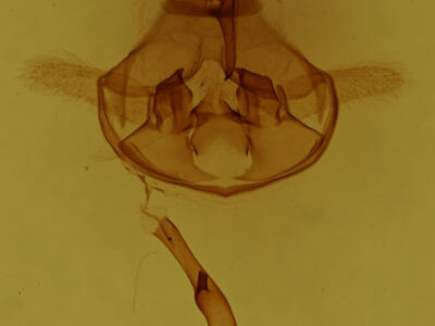 genitalia view of adult Cycnia  oregonensis