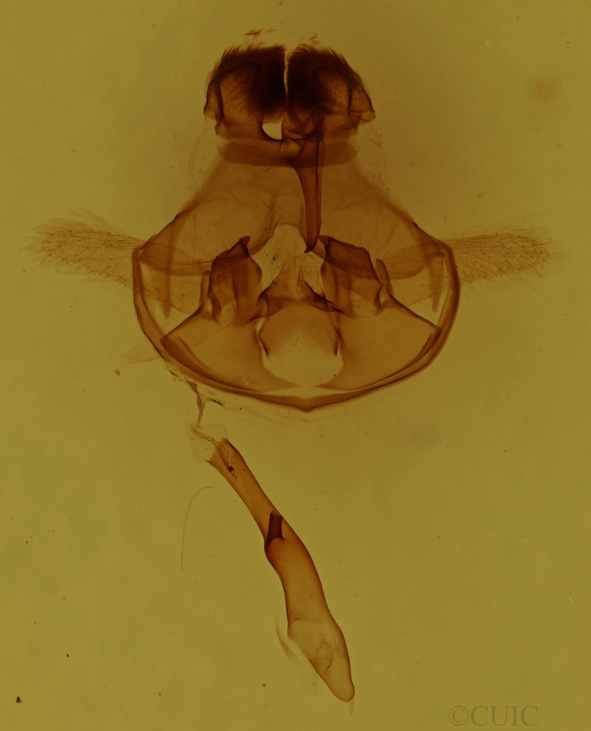 genitalia view of adult Cycnia  oregonensis