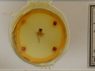 slide view of adult Cycnia  oregonensis