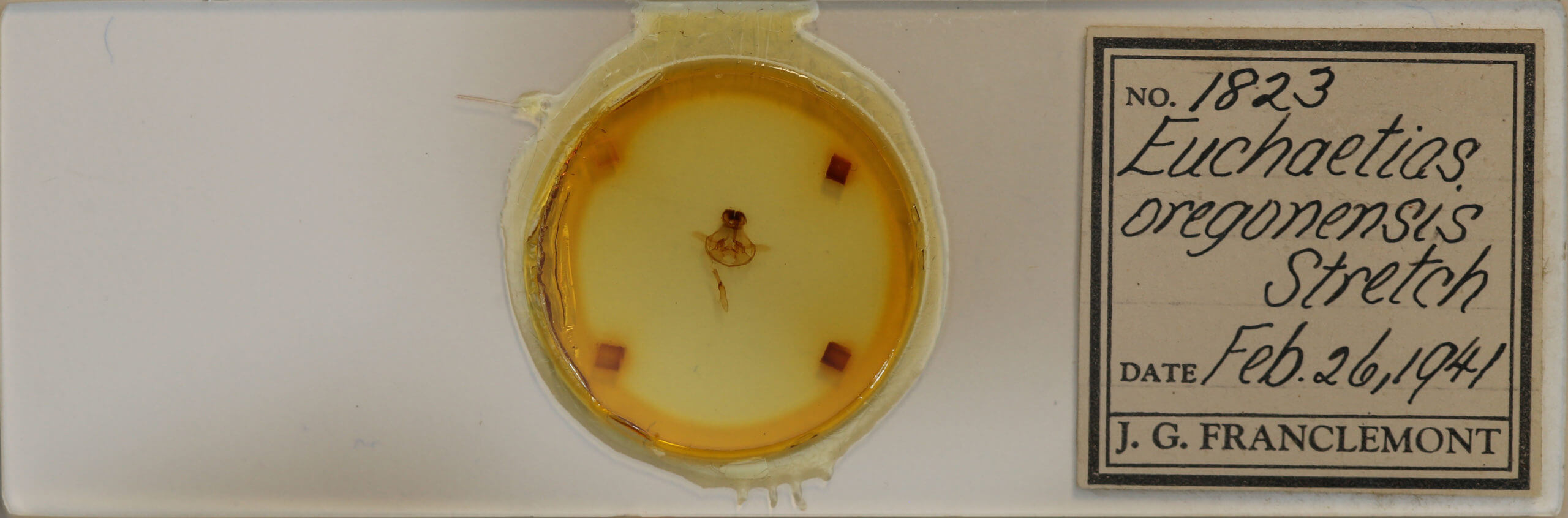 slide view of adult Cycnia  oregonensis