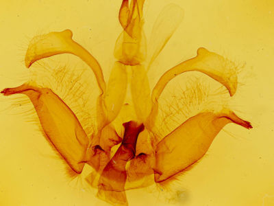 genitalia view of adult Dasylophia