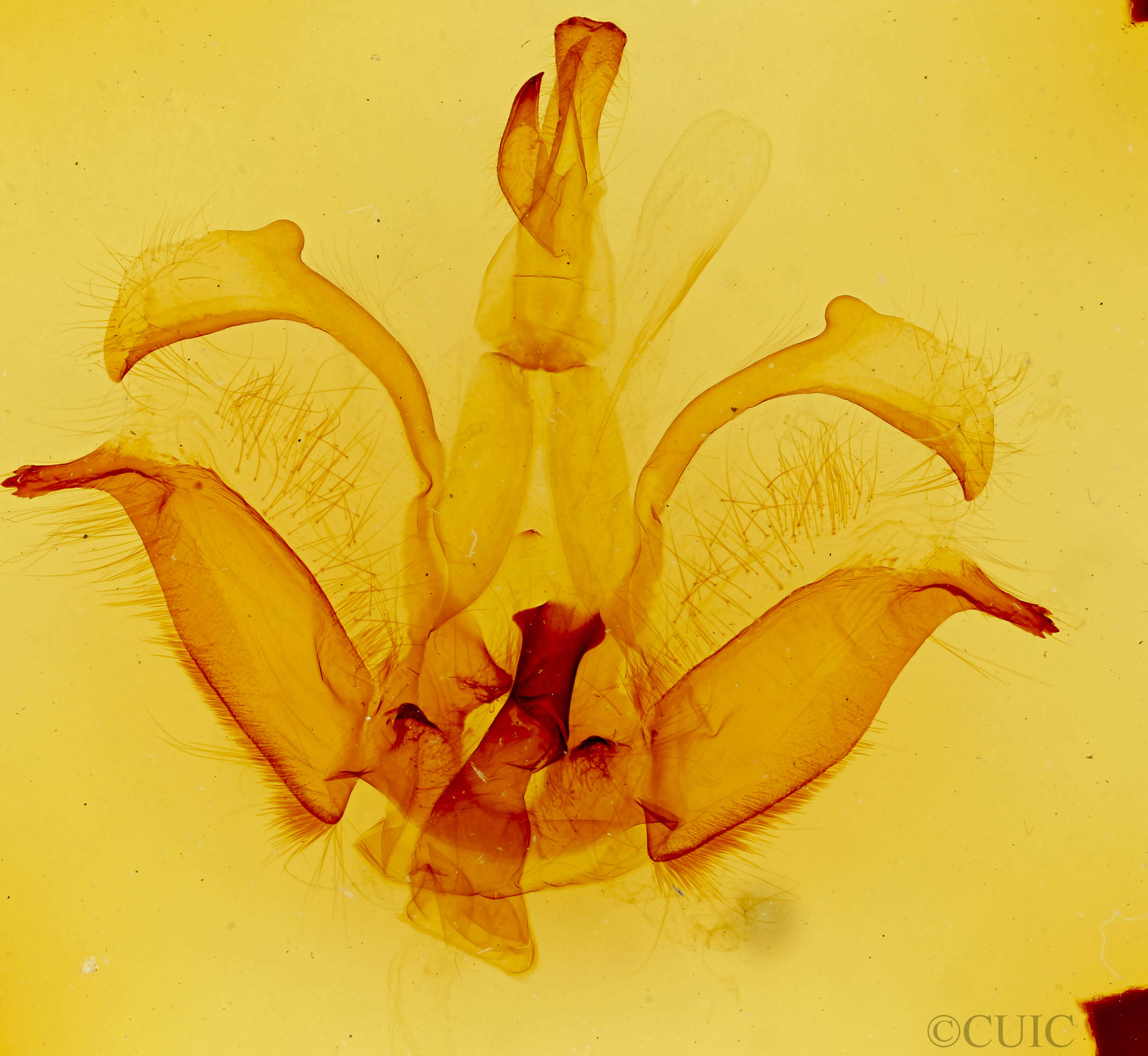 genitalia view of adult Dasylophia