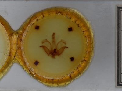 slide view of adult Dasylophia