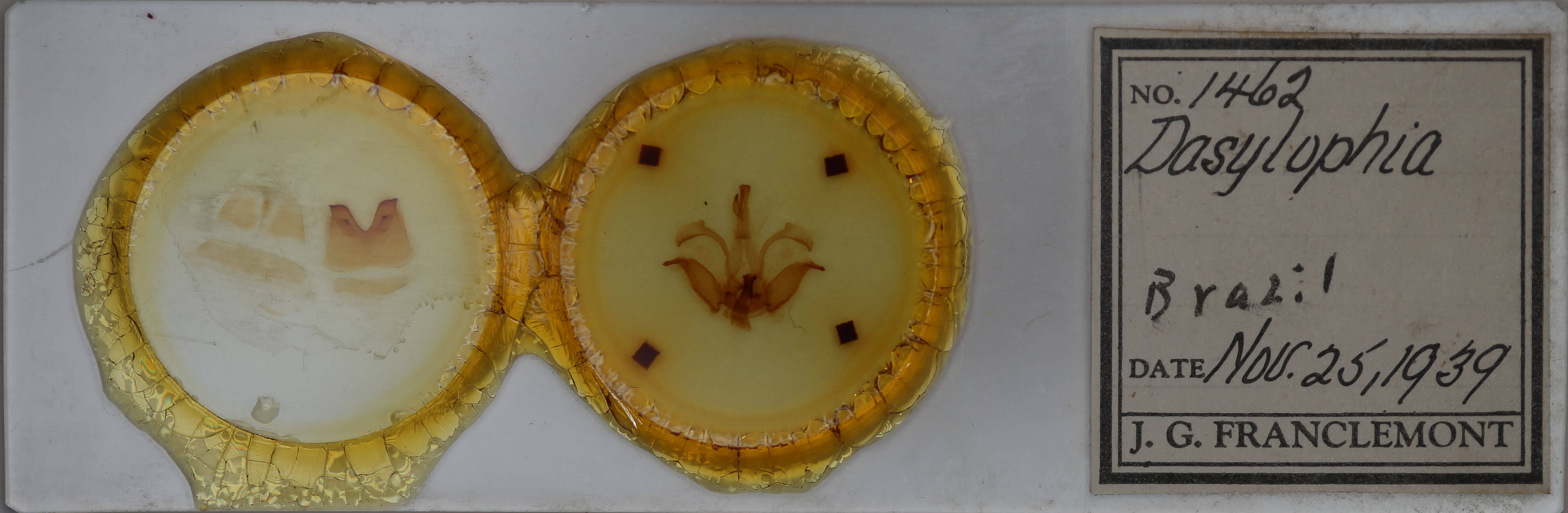 slide view of adult Dasylophia