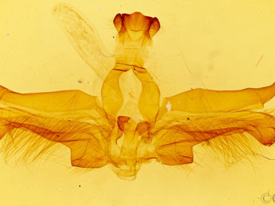 genitalia view of adult Dasylophia