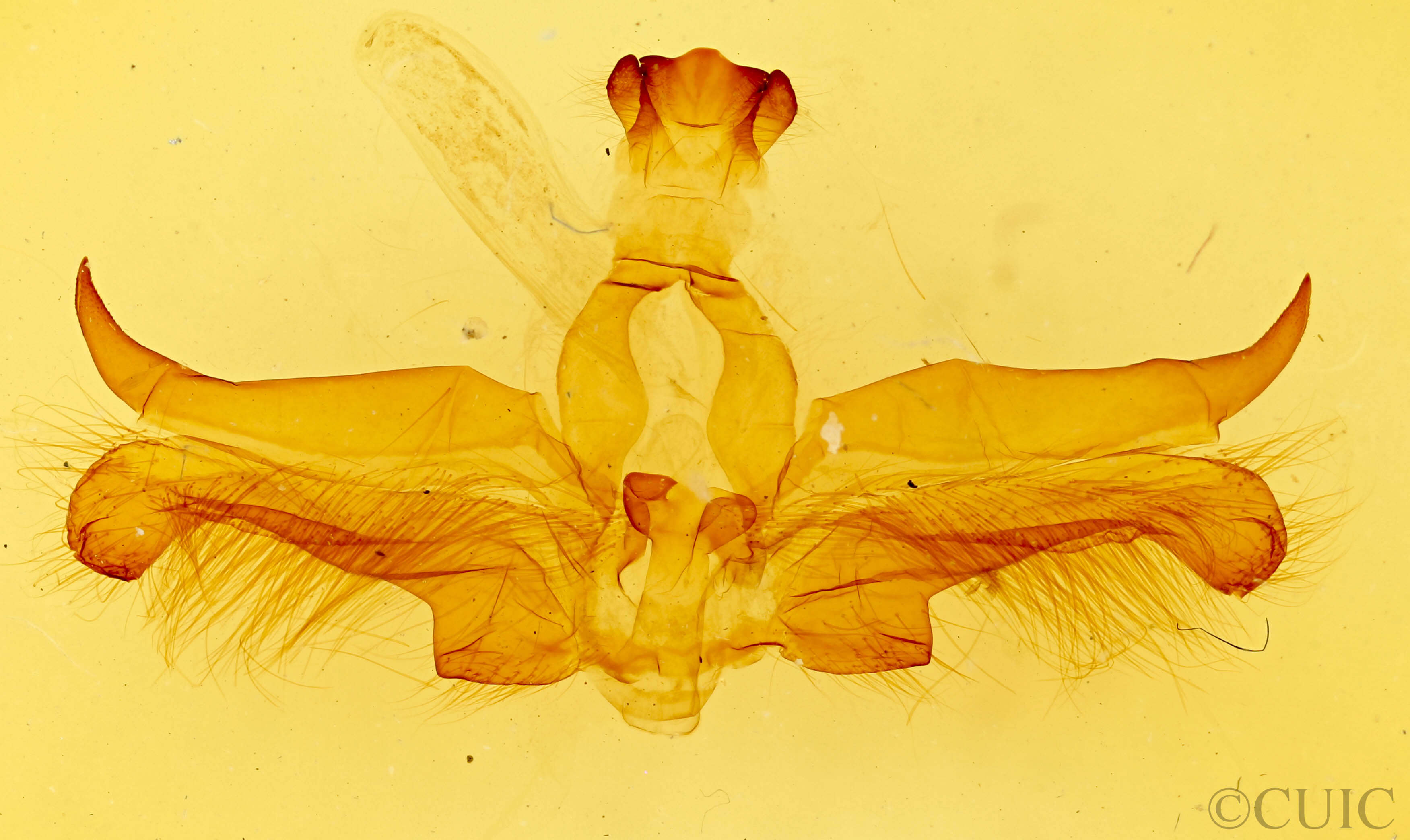 genitalia view of adult Dasylophia